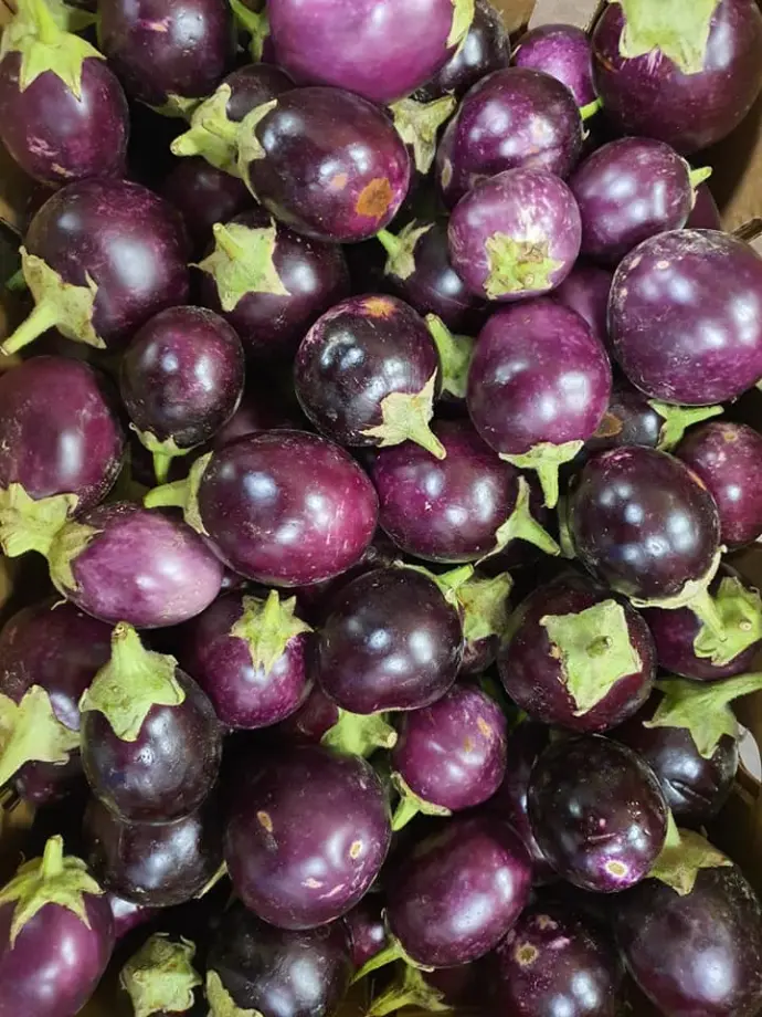 Purple eggplants