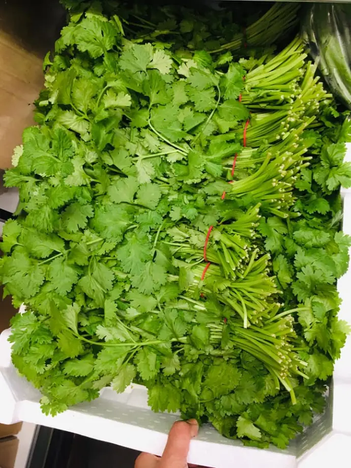 Fresh coriander