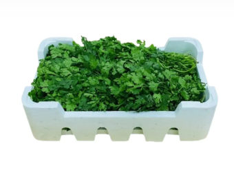 [FRE9437] Fresh Coriander BOX