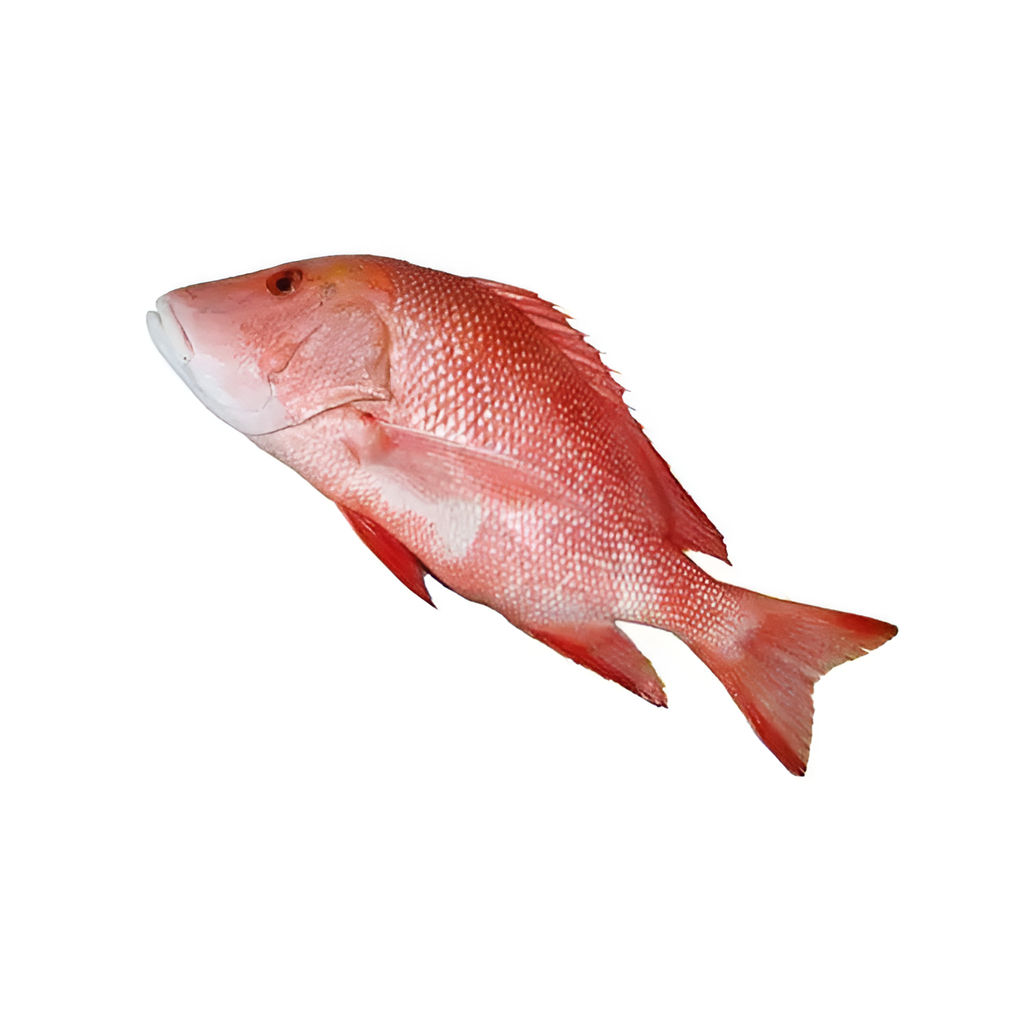 [FIS12536] Red Snapper 1KG