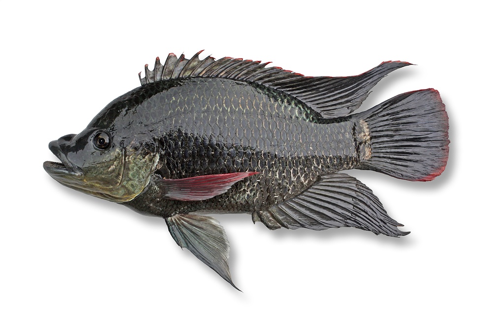 [FIS13633] Tilapia Mossambica (600-800) Per Kg