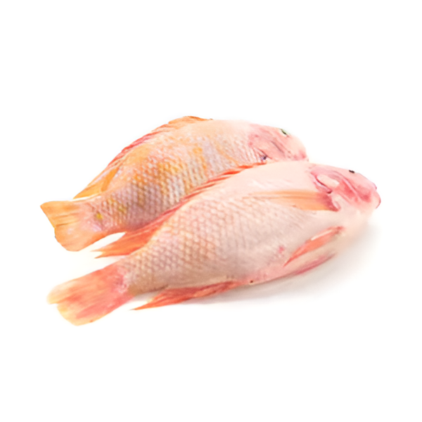 [FIS12541] Red Tilapia Steaks Packet