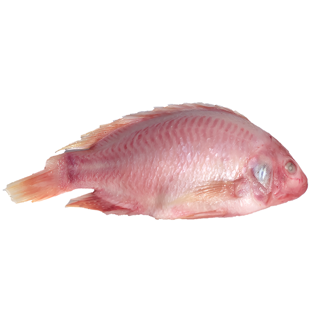[FIS12538] Red Tilapia 4Kg Box