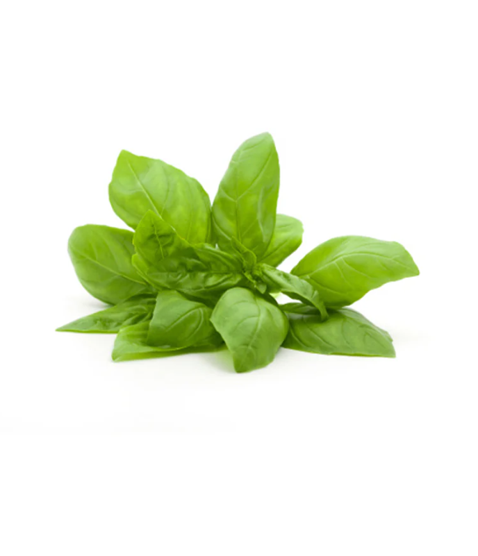 [GRO8030] Basil Leaves Per Pcs