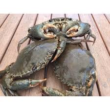MSF Madagascar Crab 8/12 1KG