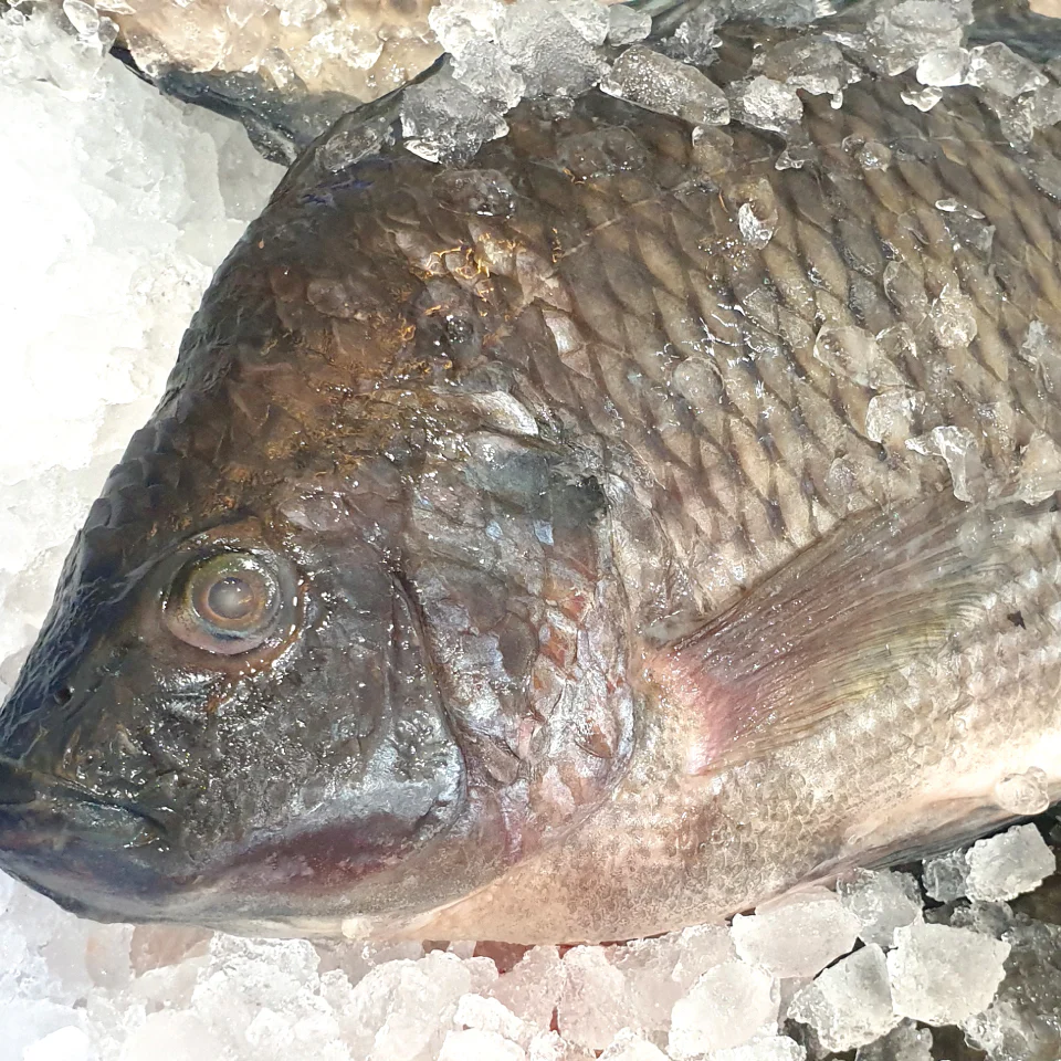 Royal Tilapia 400-600 Box