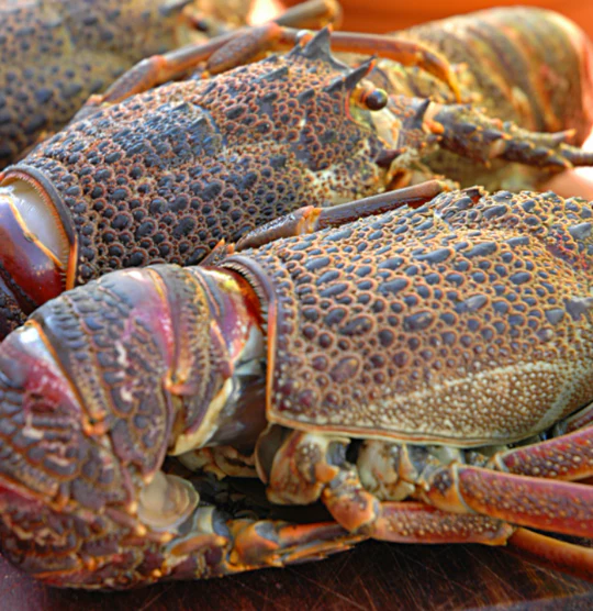 Sota Crayfish Whole 250Gms