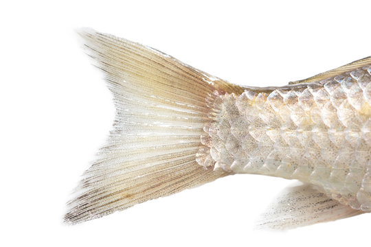 [FIS13499] Tails Of Stock Fish