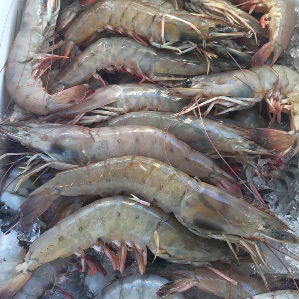 Jumbo Shrimps 50gm