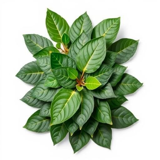 [SPI10539] Kings Bay Leaves 1Kg