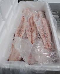 Capitan Corvina Steak 950Gms