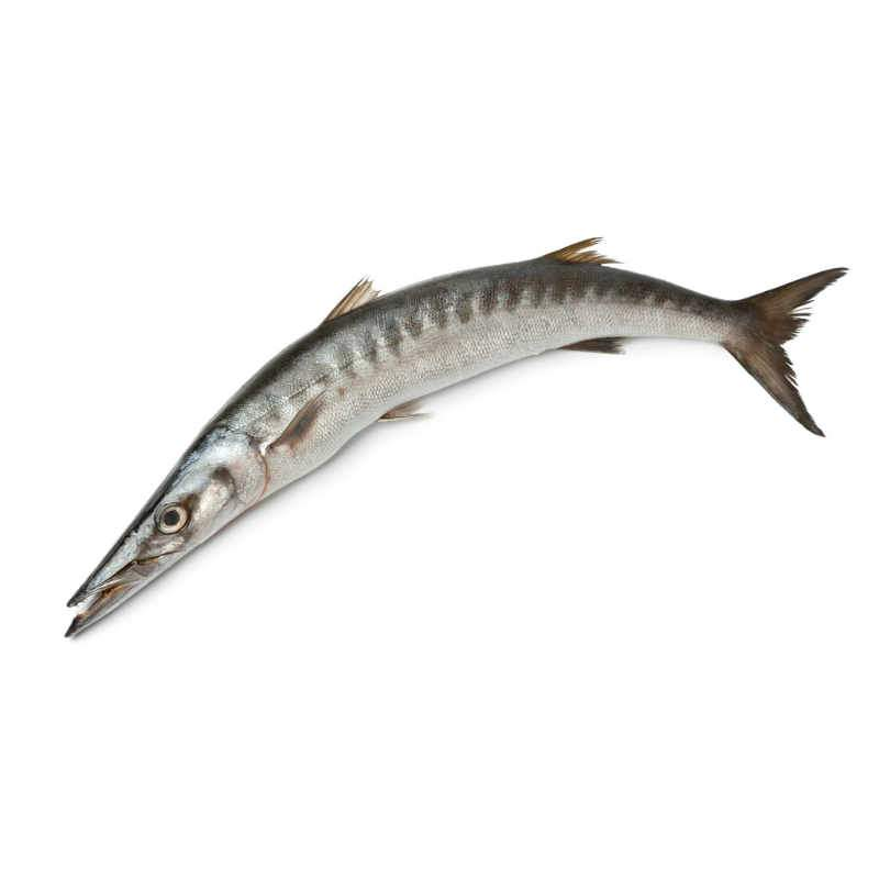 Baracuda W/R Per KG