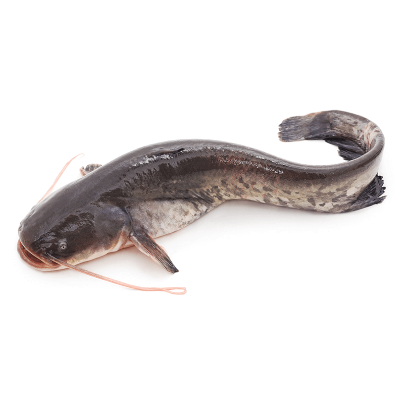 Cat Fish/Ngolo  Per Kg