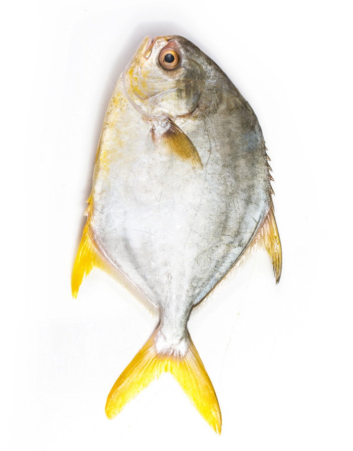 Gold Pomfret Per Kg