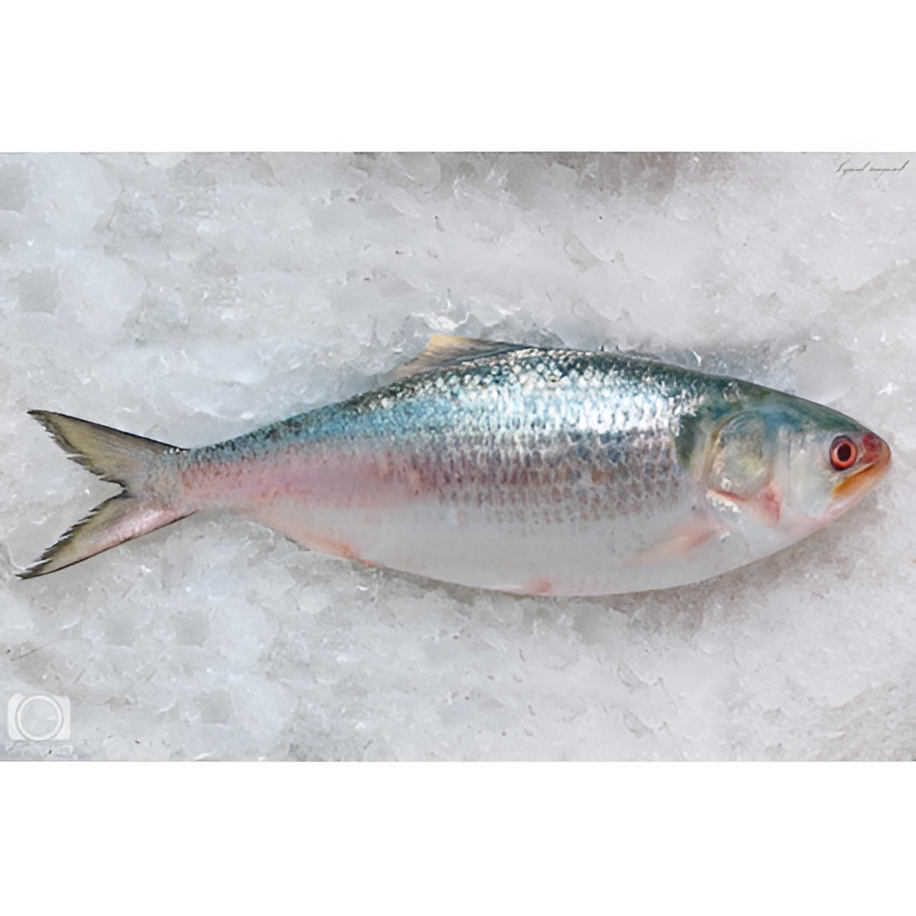 [MEA10136] Hilsa Fish Per Kg