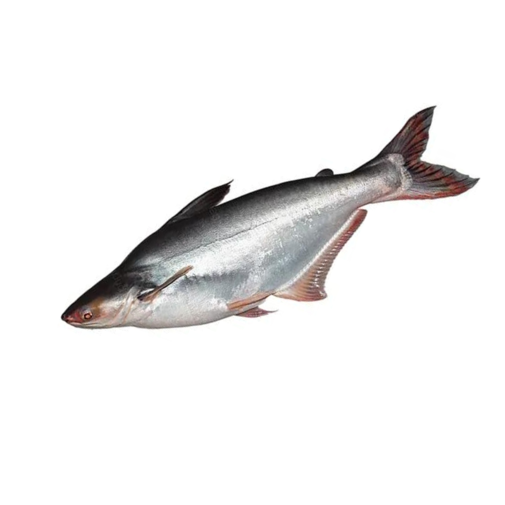 Pangasius Whole Per Kg