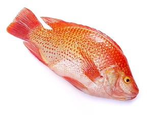 [FIS12539] Boni Fresh Red Tilapia Per Kg