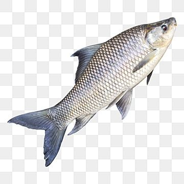 Rohu Bangladesh Per Kg