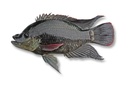 Tilapia Mossambica (600-800) Per Kg
