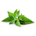 Mint Fresh Per Bundel