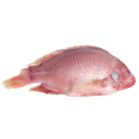 Red Tilapia 4Kg Box
