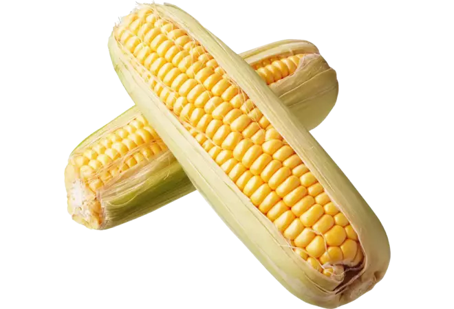 Fresh Mais Per Pcs