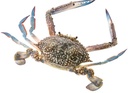 Blue Swiming Crab 1Kg