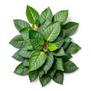 Kings Bay Leaves 1Kg