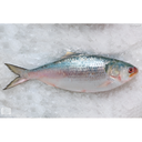 Hilsa Fish Per Kg